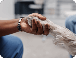 Human shaking hands with Dog