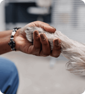 Human shaking hands with Dog